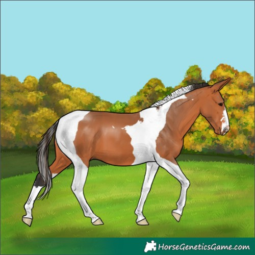 Horse Color:Bay Tobiano 