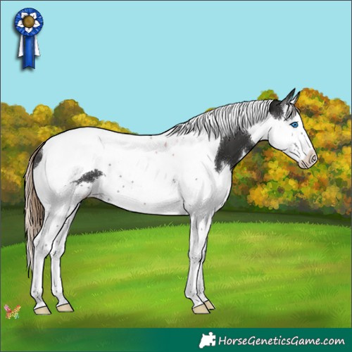 Horse Color:Liver Chestnut Splash Tobiano 