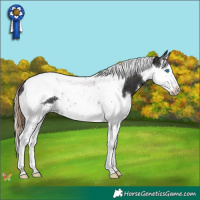Horse Color:Liver Chestnut Splash Tobiano 