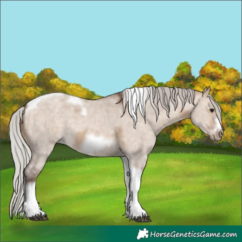 Horse Color:Silver Bay Dun Sabino Tobiano Frame Rabicano 