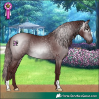 Horse Color:Gray Chocolate Black