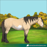 Horse Color:Buckskin Splash Frame 