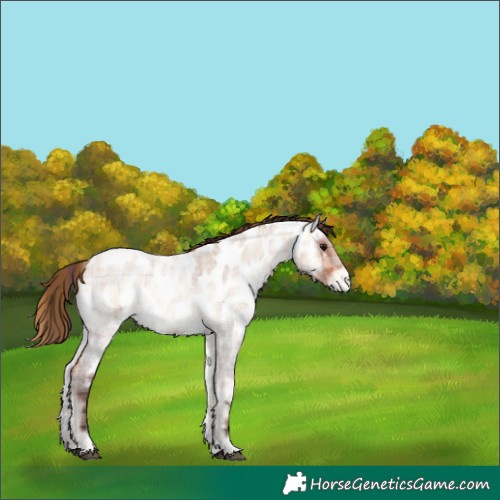 Horse Color:Plaid Bay Roan Onyx Appaloosa