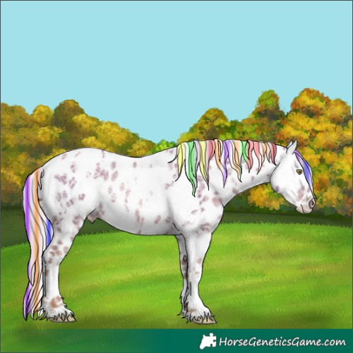 Horse Color:Painted White Spotted Silver Grullo Ice Pearl Appaloosa Rabicano 