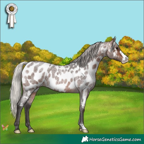 Horse Color:Silver Brown Roan Frame Appaloosa 