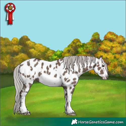 Horse Color:White Spotted Silver Grullo Frame Appaloosa 