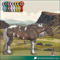 Horse Color:White Spotted Silver Black Tobiano 