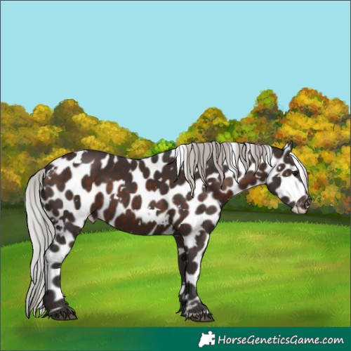 Horse Color:White Spotted Silver Brown Appaloosa 