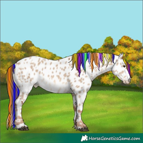 Horse Color:Painted White Spotted Red Dun Appaloosa 
