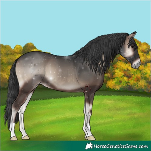 Horse Color:Blue Onyx 