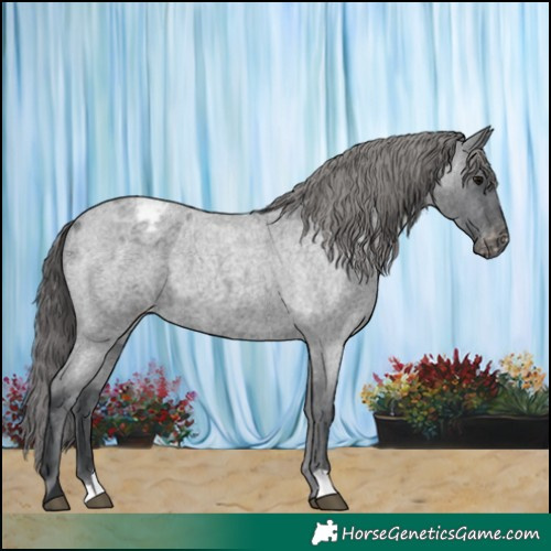 Horse Color:Blue Roan Varnish 