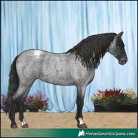 Horse Color:Blue Roan Appaloosa 