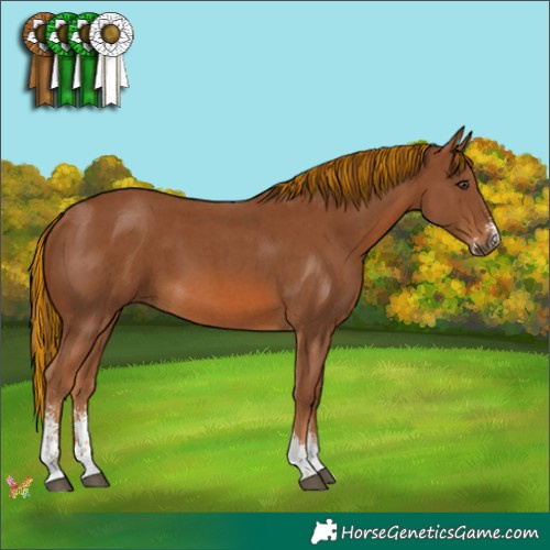 Horse Color:Painted Chestnut Sabino 