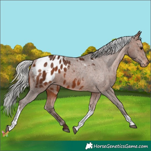 Horse Color:Silver Bay Tobiano Blanket 