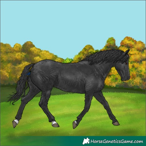 Horse Color:Black 