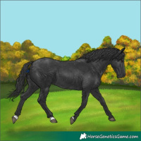 Horse Color:Black 