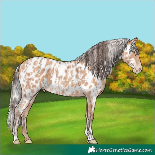 Horse Color:Amber Champagne Appaloosa  and Silver Amber Champagne Appaloosa 