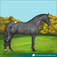 Horse Color:Black Varnish Rabicano 