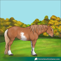 Horse Color:White Spotted Chestnut