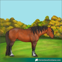 Horse Color:Bay Sabino 