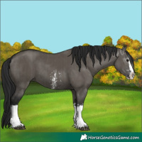 Horse Color:Grullo Sabino Splash  and Gray Grullo Sabino Splash 