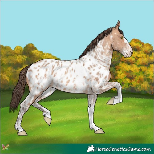 Horse Color:Amber Champagne Sabino Tobiano Appaloosa  and Amber Champagne Sabino Tobiano Appaloosa 