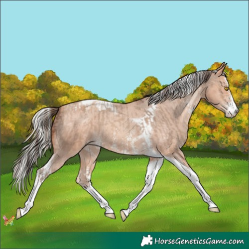 Horse Color:Amber Champagne Sabino Tobiano Appaloosa and Silver Amber Champagne Sabino Tobiano Appaloosa