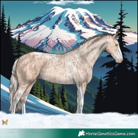 Horse Color:Amber Champagne Sabino Tobiano Appaloosa  and Silver Amber Champagne Sabino Tobiano Appaloosa 
