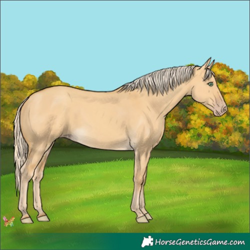 Horse Color:Gold Cream Champagne Dun 