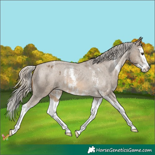 Horse Color:Chocolate Palomino Sabino Splash Varnish 
