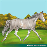 Horse Color:Chocolate Palomino Sabino Splash Varnish 