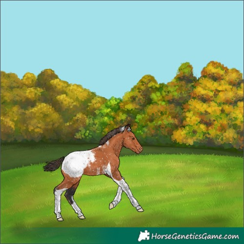 Horse Color:Bay Tobiano Appaloosa 