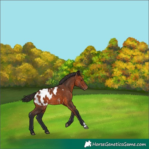 Horse Color:Bay Appaloosa