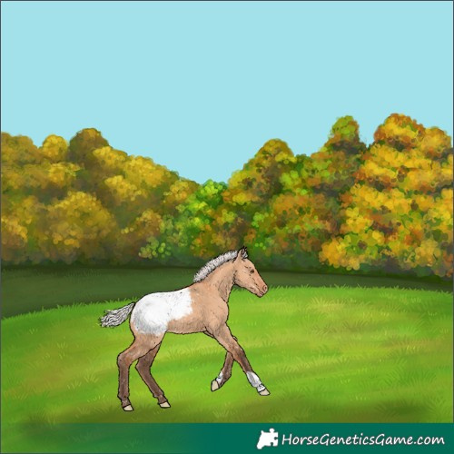 Horse Color:Silver Bay Dun Appaloosa