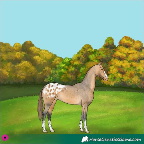 Horse Color:Buckskin Appaloosa 
