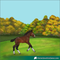 Horse Color:Gray Bay Appaloosa 