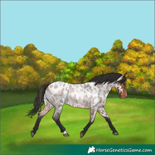 Horse Color:Bay Roan Near Leopard 