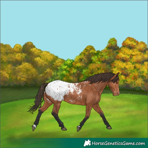 Horse Color:Bay Appaloosa Rabicano 