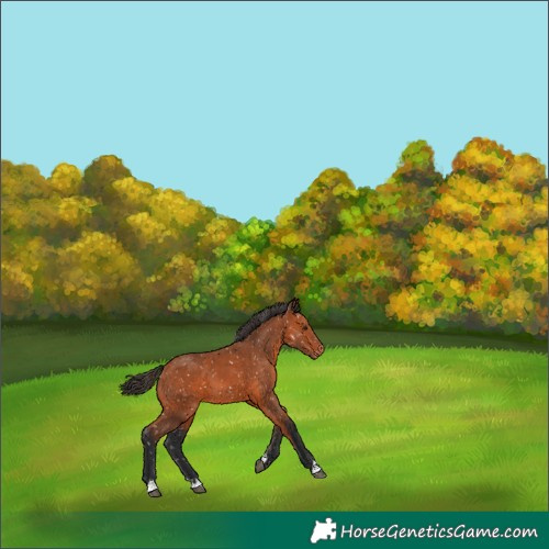 Horse Color:Bay Appaloosa 