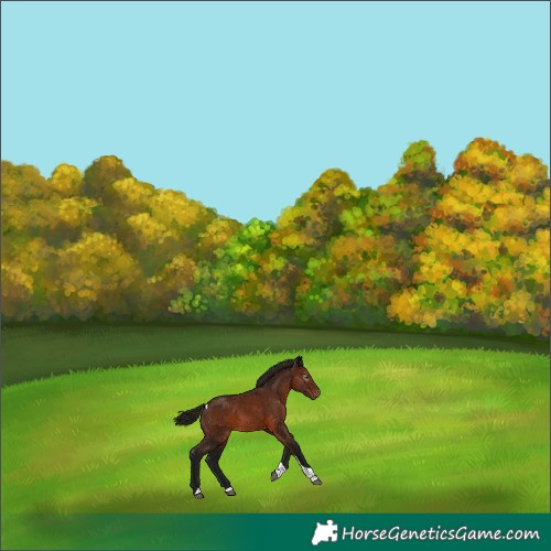 Horse Color:Gray Bay Tobiano Varnish 