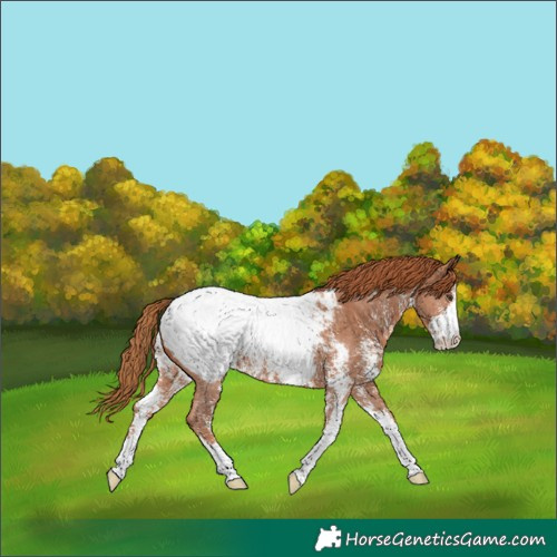 Horse Color:Chestnut Sabino Appaloosa 
