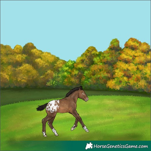 Horse Color:Gray Amber Champagne Appaloosa 