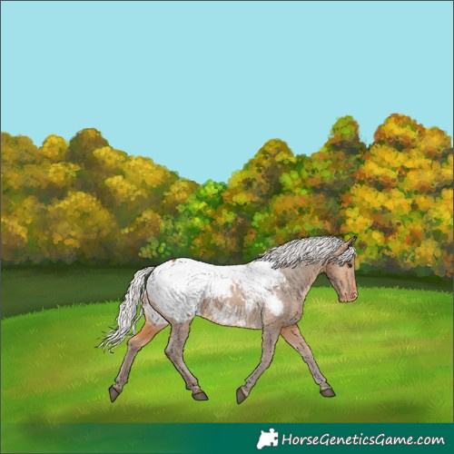 Horse Color:Silver Buckskin Appaloosa 