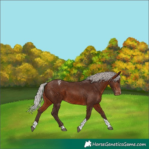 Horse Color:Silver Brown Tobiano Varnish 