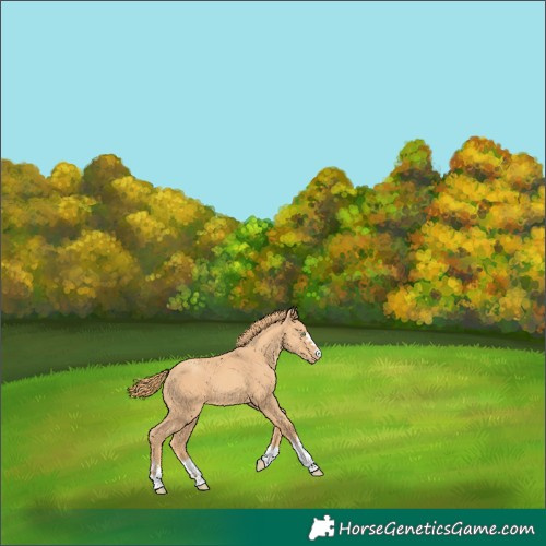 Horse Color:Gold Champagne Varnish 