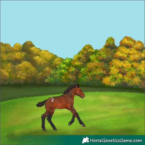 Horse Color:Bay Appaloosa 