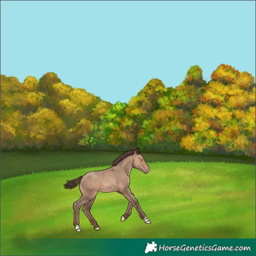 Horse Color:Amber Champagne Appaloosa 