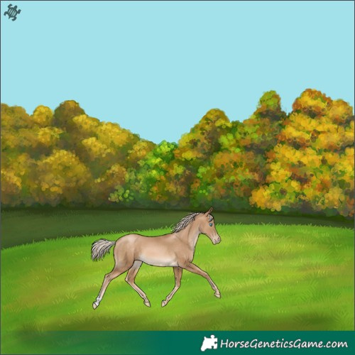 Horse Color:Chocolate Palomino Pearl 