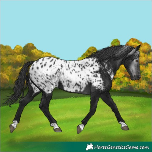 Horse Color:Gray Black Chinchilla Appaloosa 