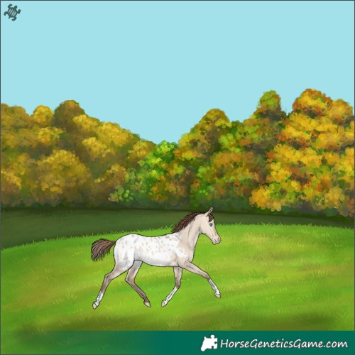 Horse Color:Amber Champagne Dun Appaloosa 